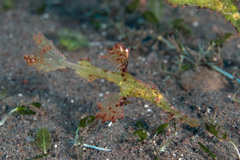 Solenostomus cyanopterus