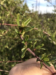 Ceanothus foliosus