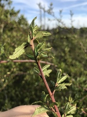 Ceanothus foliosus