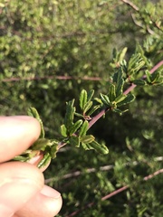 Ceanothus foliosus