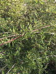 Ceanothus foliosus