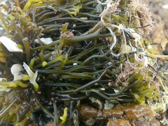 Psilophycus alveatus