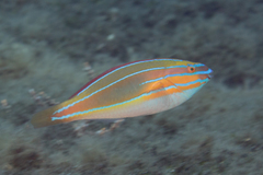 Stethojulis trilineata