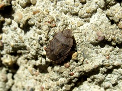 Sciocoris cursitans
