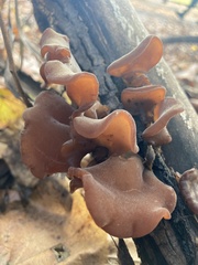 Auriculariaceae