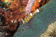 Ancylocaris brevicarpalis