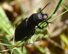 Spondylis buprestoides