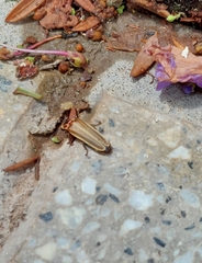 Photinus signaticollis