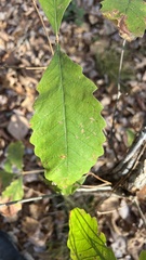 Quercus bicolor