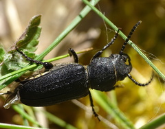 Spondylis buprestoides