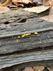 Dacrymyces