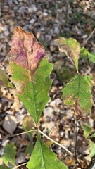 Quercus bicolor
