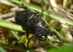 Spondylis buprestoides