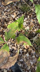 Quercus bicolor