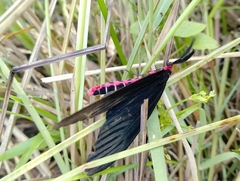 Gynautocera rubriscutellata