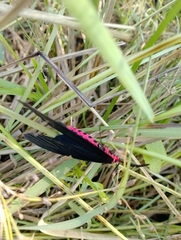 Gynautocera rubriscutellata