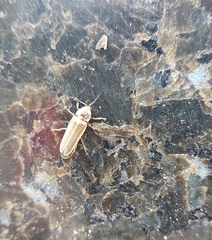 Photinus signaticollis