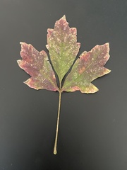 Acer griseum