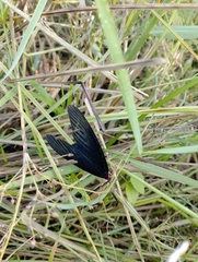 Gynautocera rubriscutellata