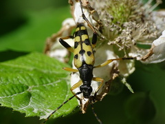 Rutpela maculata