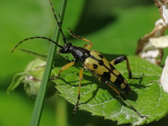 Rutpela maculata