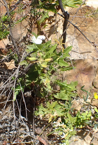 Image of Pelargonium ribifolium by (c) Nicola van Berkel, some rights reserved (CC BY-SA)