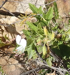 Pelargonium ribifolium