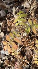 Agrimonia parviflora