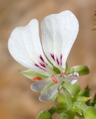 Pelargonium ribifolium