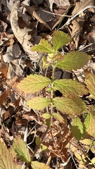 Agrimonia parviflora
