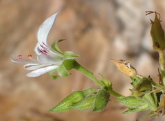 Pelargonium ribifolium