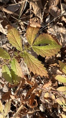 Agrimonia parviflora