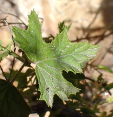 Pelargonium ribifolium