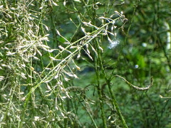 Rorippa amphibia