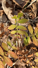 Agrimonia parviflora