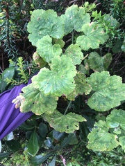 Pelargonium zonale