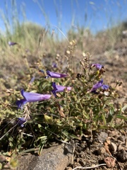 Penstemon roezlii