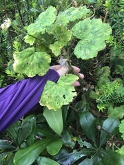 Pelargonium zonale
