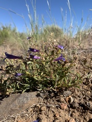 Penstemon roezlii