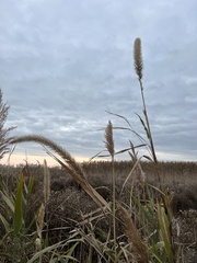 Setaria magna