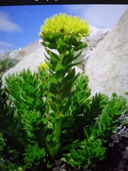 Rhodiola rosea