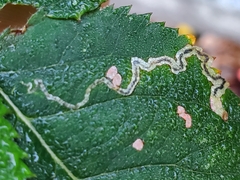 Stigmella