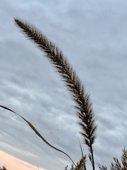 Setaria magna