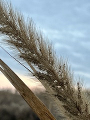 Setaria magna
