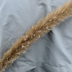 Setaria magna