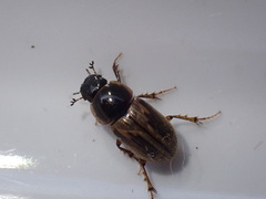 Melinopterus