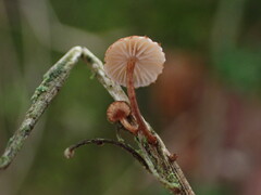 Crinipellis scabella