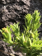 Crassula coccinea