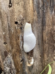 Fungi