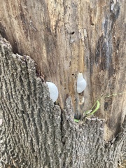 Fungi